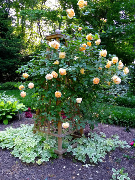 Crown Princess Margaretta on Obelisk May 2023